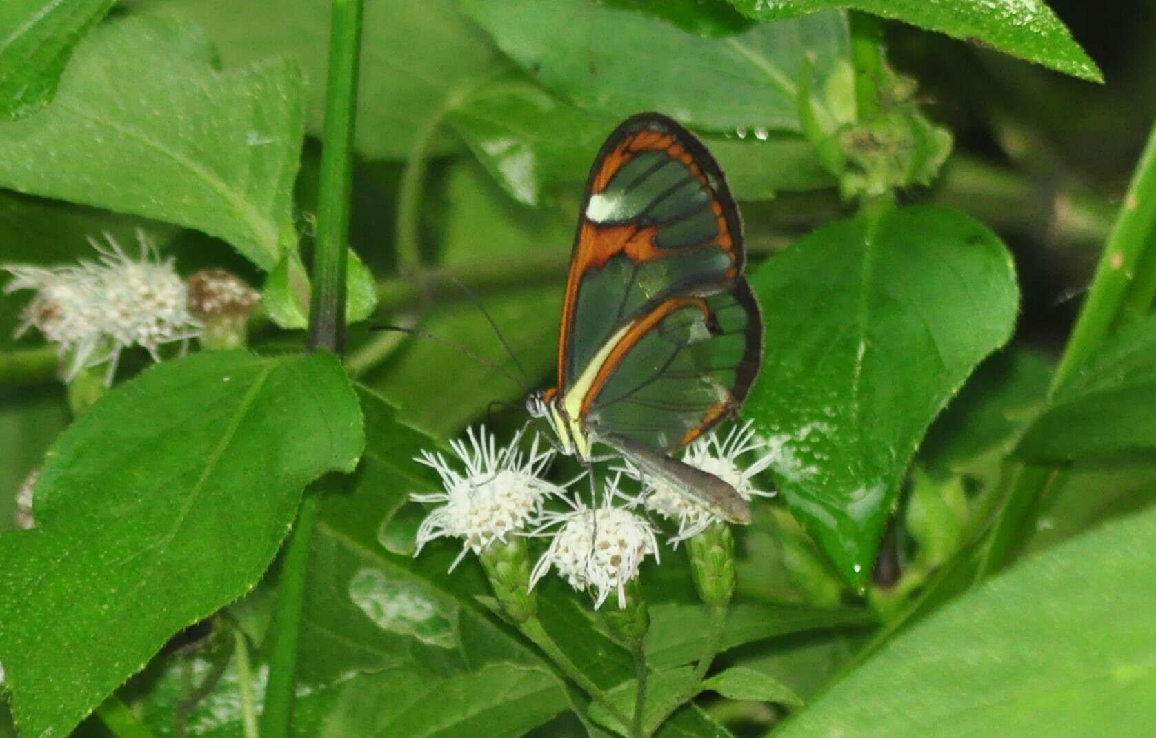 Image of Ithomia agnosia zikani d'Almeida 1940