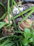 Sivun Trametes cubensis (Mont.) Sacc. 1891 kuva