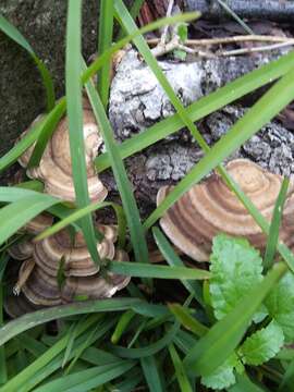 Image of Trametes cubensis (Mont.) Sacc. 1891