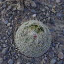 Image of Jabali Pincushion Cactus