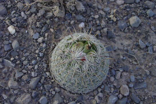 Image de Coryphantha werdermannii Boed.