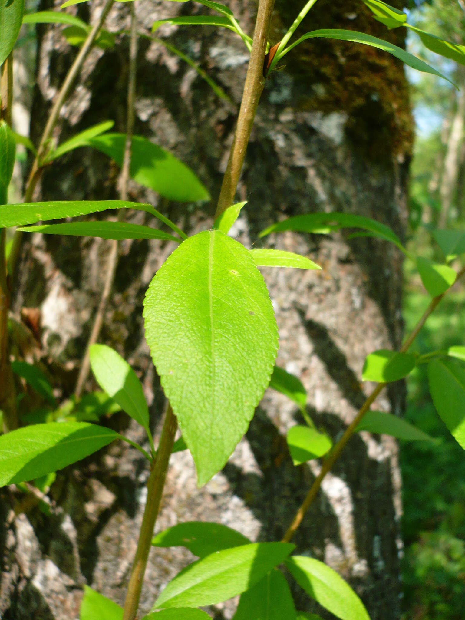 Image of Simon poplar