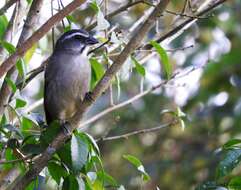 Imagem de Saltator similis d'Orbigny & Lafresnaye 1837