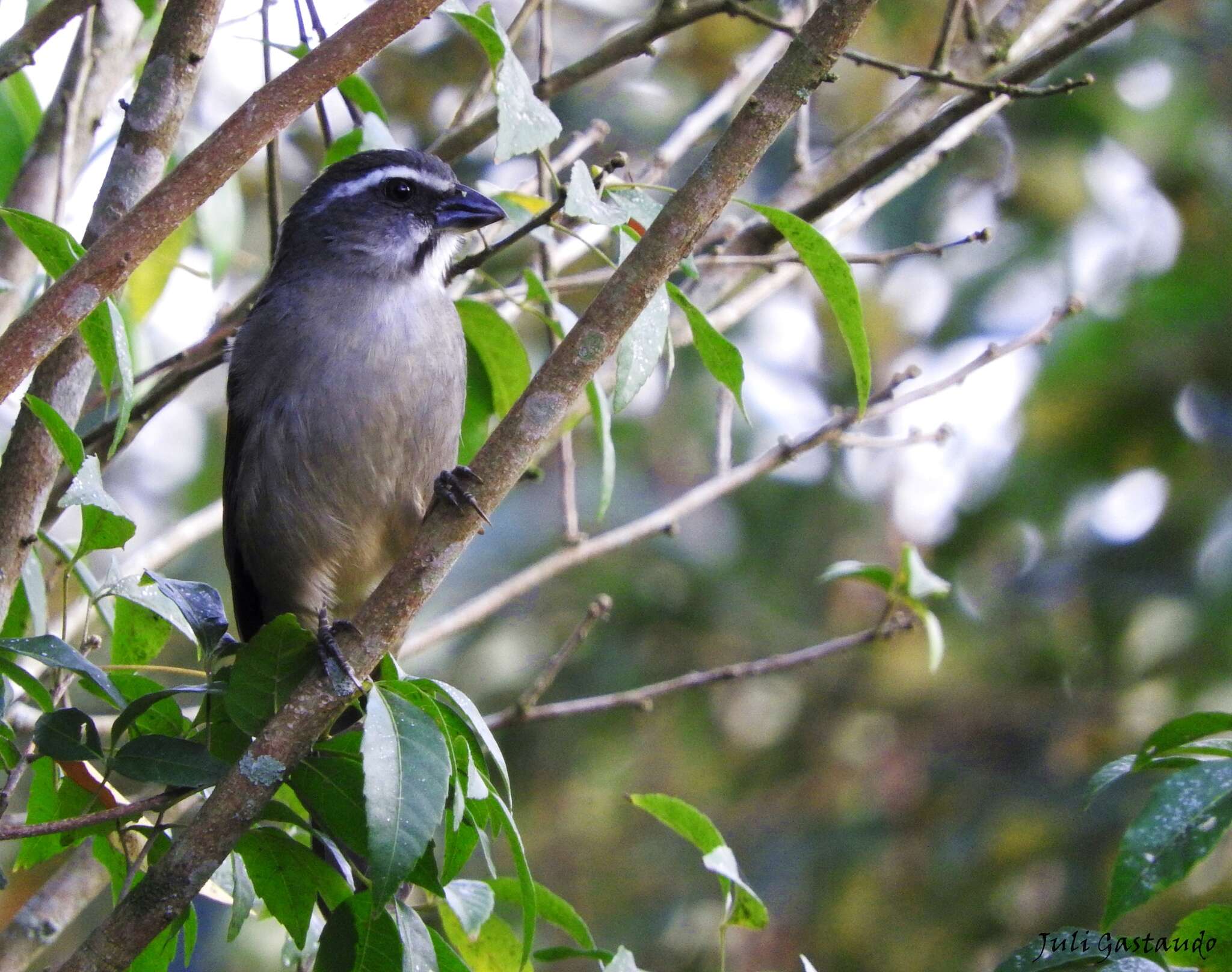 Imagem de Saltator similis d'Orbigny & Lafresnaye 1837