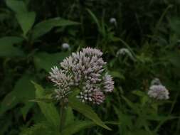 Image of Eupatorium glehnii F. Schmidt ex Trautv.