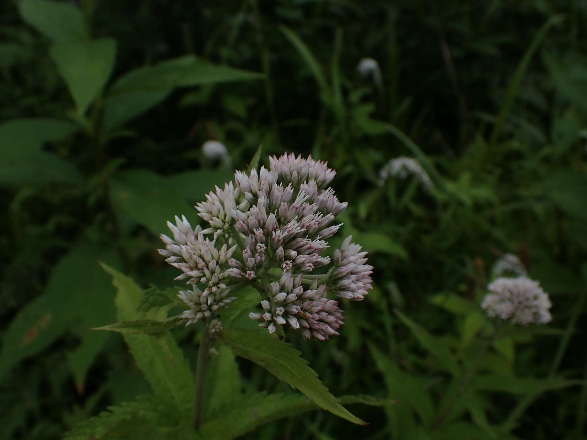 Plancia ëd Eupatorium glehnii F. Schmidt ex Trautv.