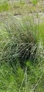 Imagem de Muhlenbergia lindheimeri Hitchc.