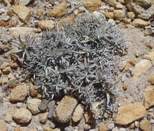 Image de Helichrysum altigenum Schltr. & Moeser