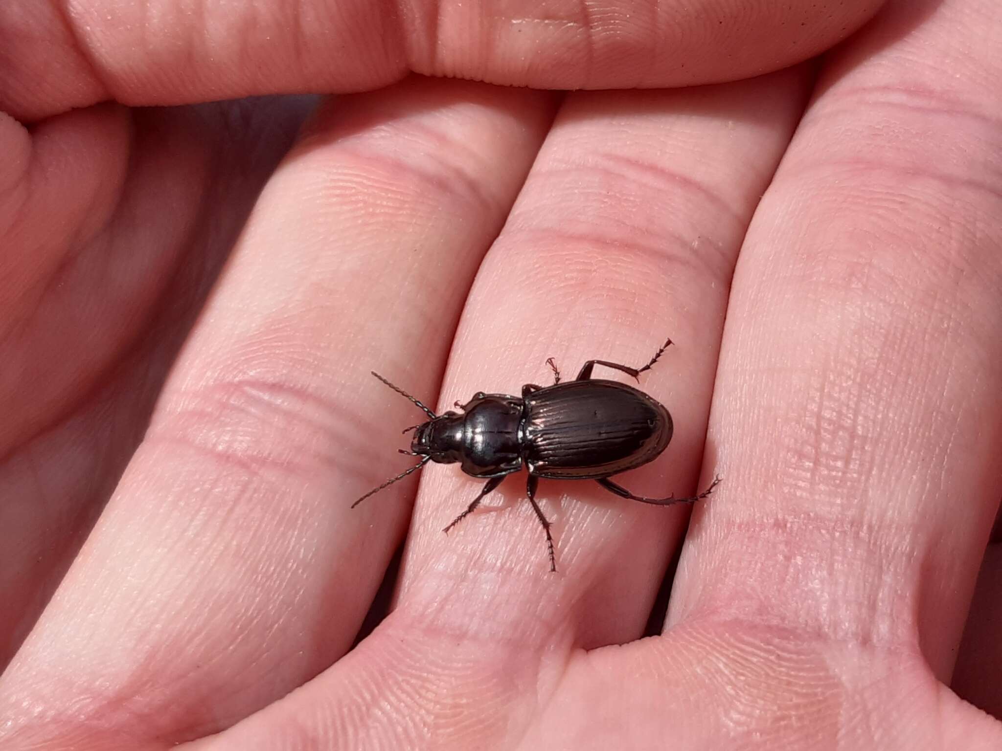 Image of Pterostichus (Cheporus) burmeisteri Heer 1837