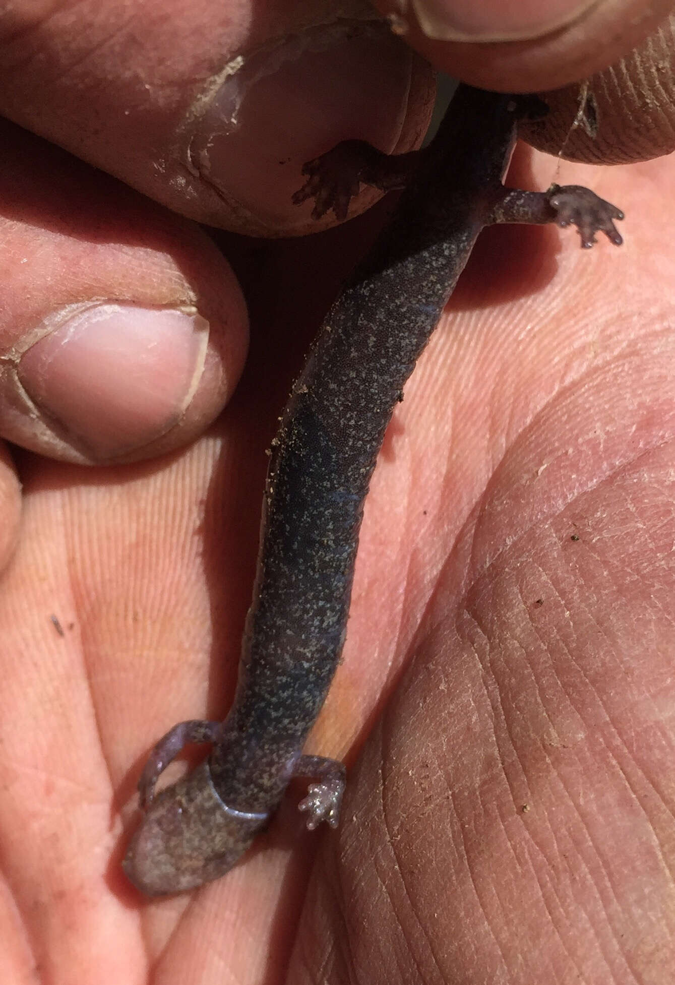 Image of Northern Ravine Salamander