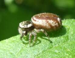 Image of Pelegrina furcata (F. O. Pickard-Cambridge 1901)