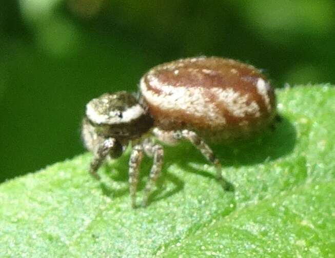 Image of Pelegrina furcata (F. O. Pickard-Cambridge 1901)