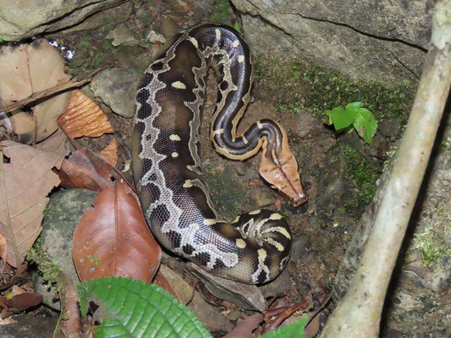 Image of Bornean Short-tailed Python