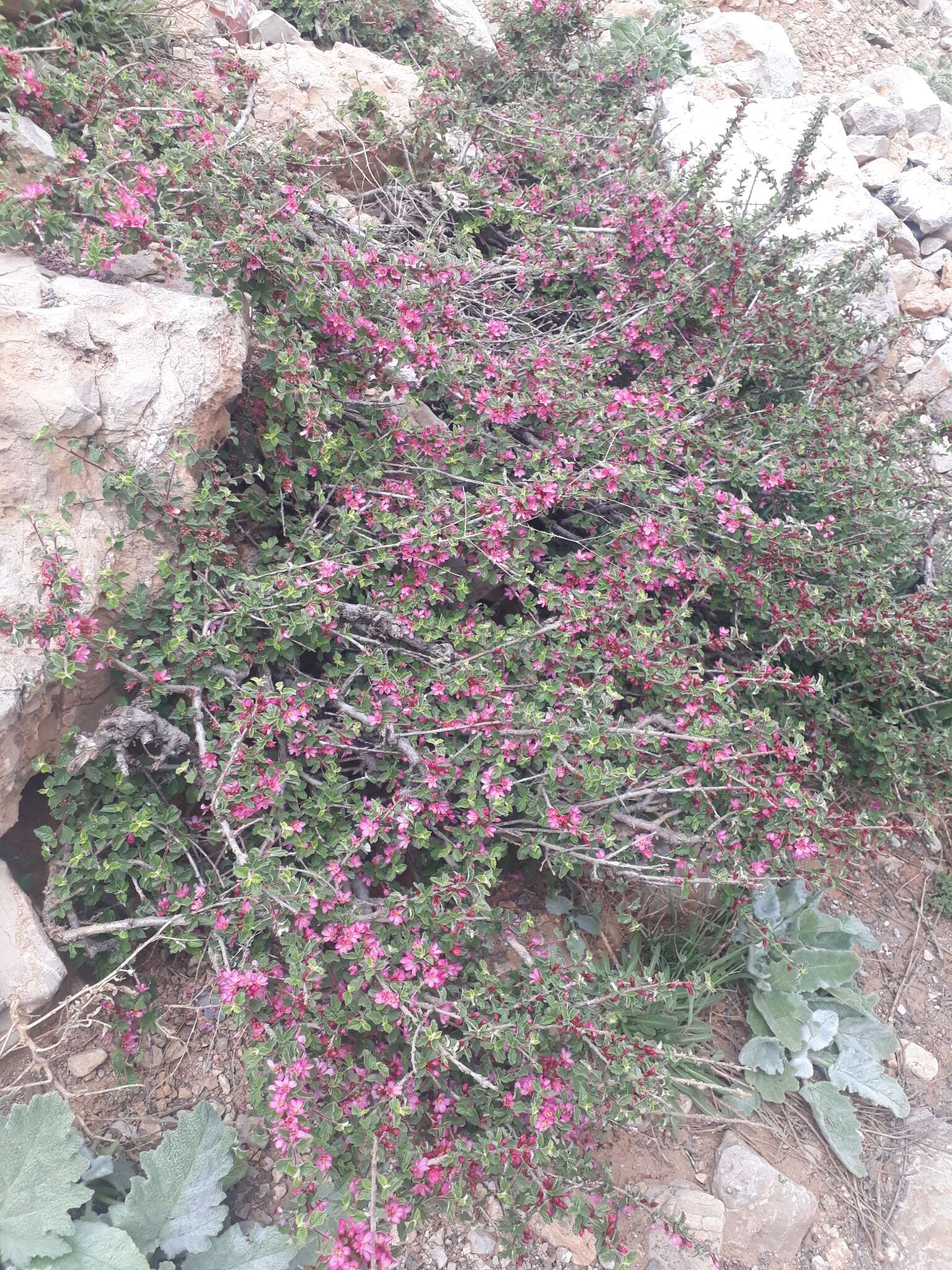 Image of Mountain cherry