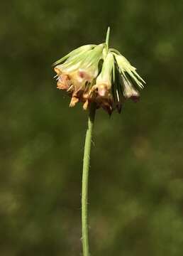 Image de Trifolium bifidum var. decipiens Greene