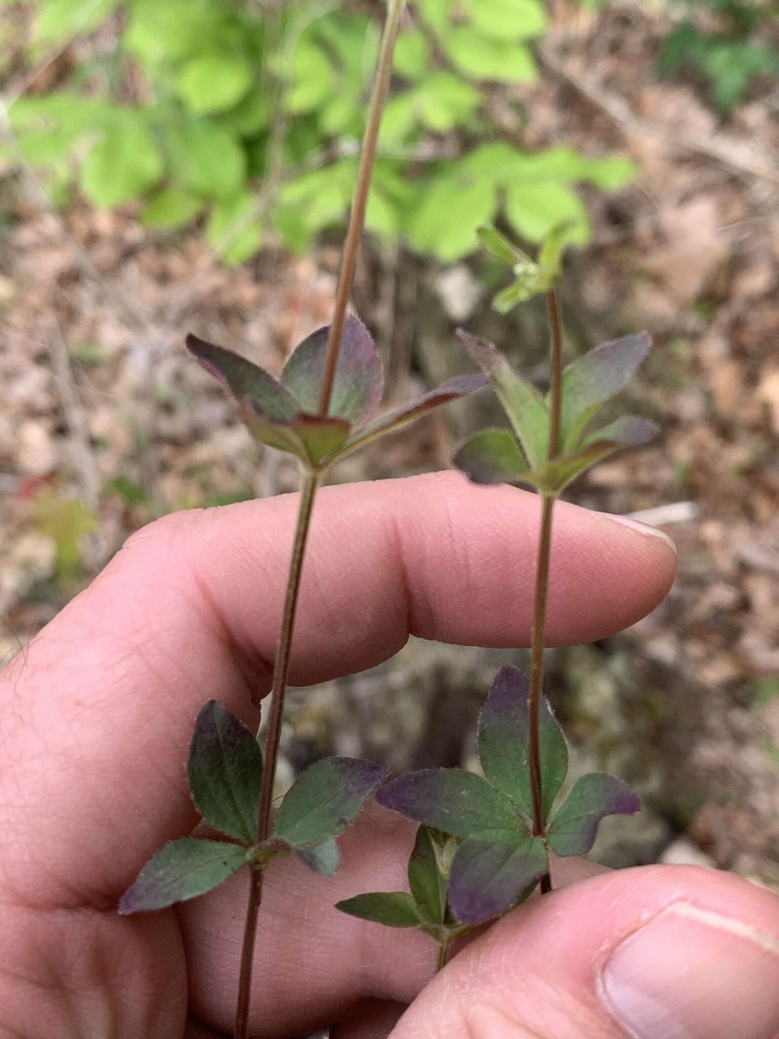 Plancia ëd Galium orizabense subsp. laevicaule (Weath. & Blake) Dempster