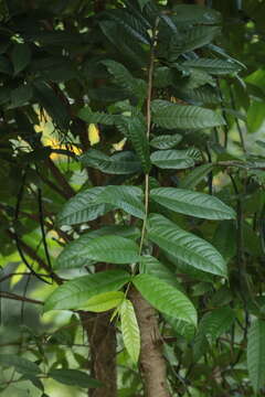 Image of Wrightia tinctoria R. Br.