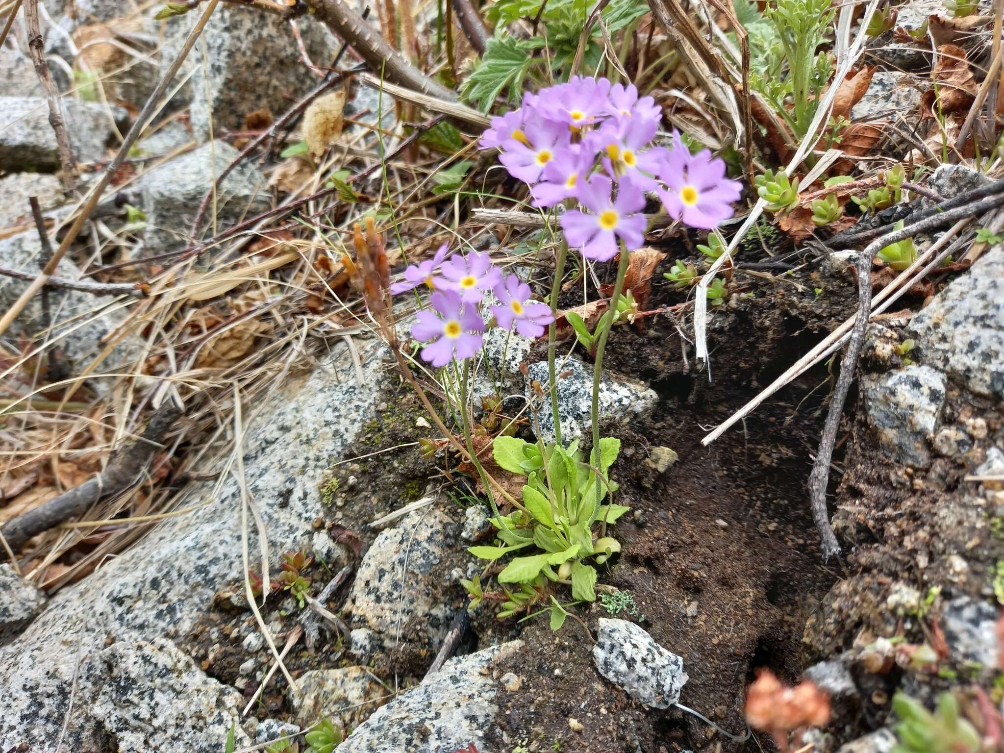 Image of Primula mazurenkoae A. P. Khokhryakov