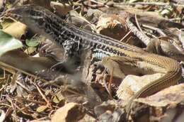 Image of Rusty-rumped Whiptail