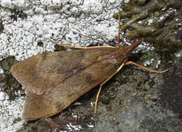 Image of Moth