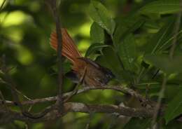 Image of Rufous-tailed Fantail