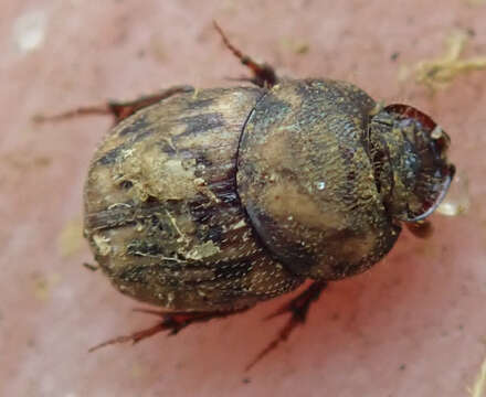 Image of Onthophagus (Furconthophagus) variegatus (Fabricius 1798)