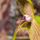 Image of Bulbophyllum baladeanum J. J. Sm.