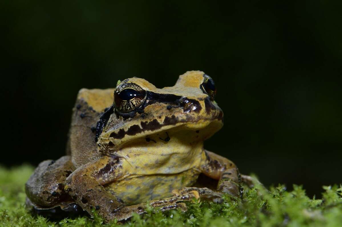 Sivun Pristimantis actites (Lynch 1979) kuva