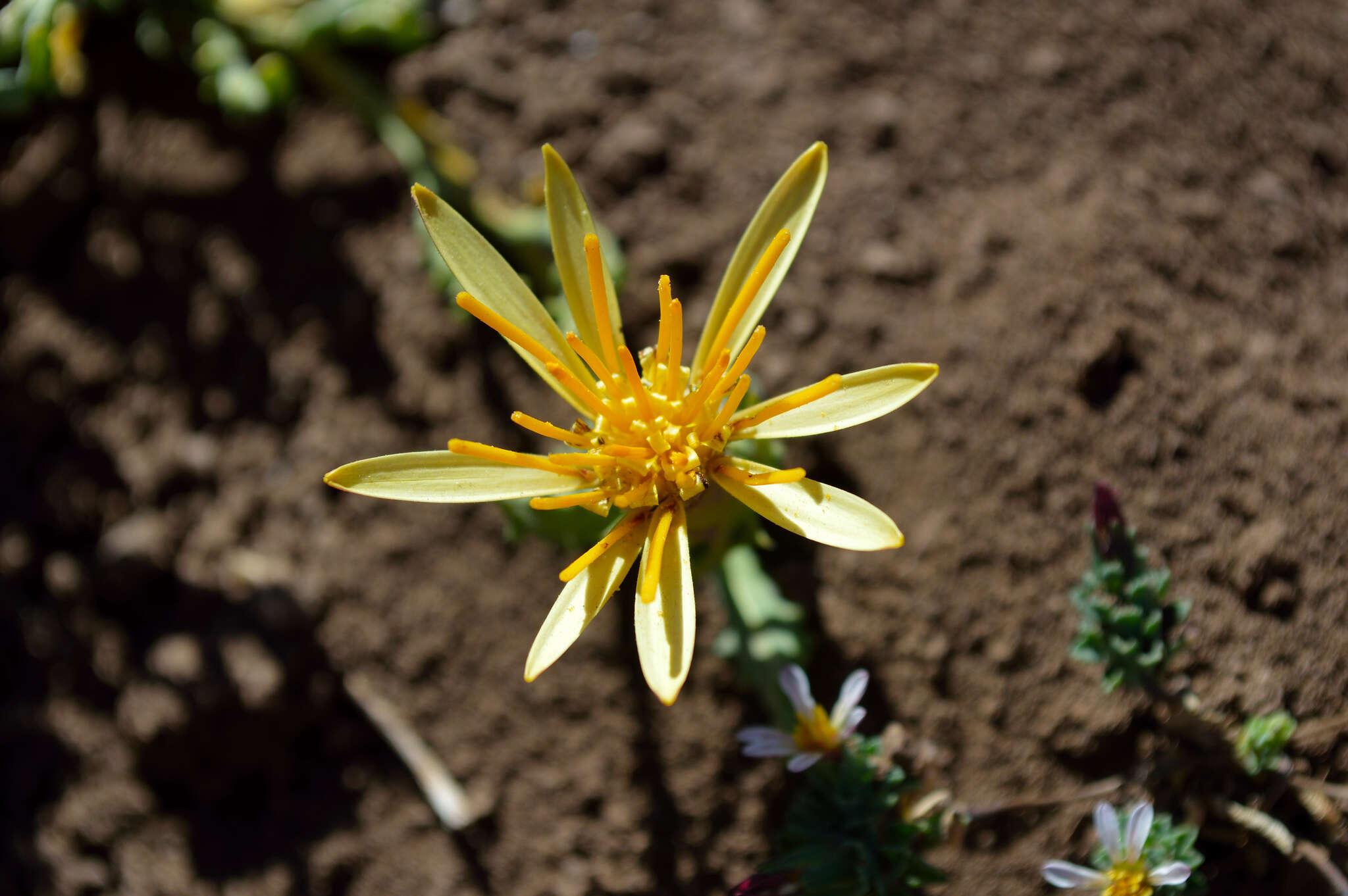 Image of Mutisia sinuata Cav.