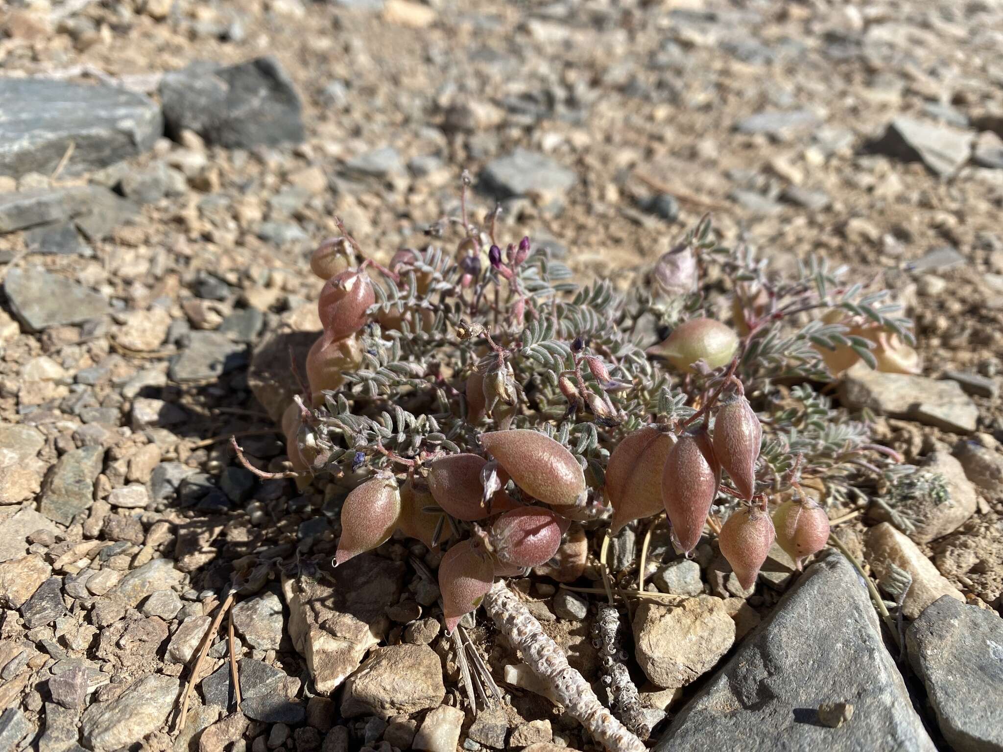 Astragalus gilmanii Tidestr.的圖片