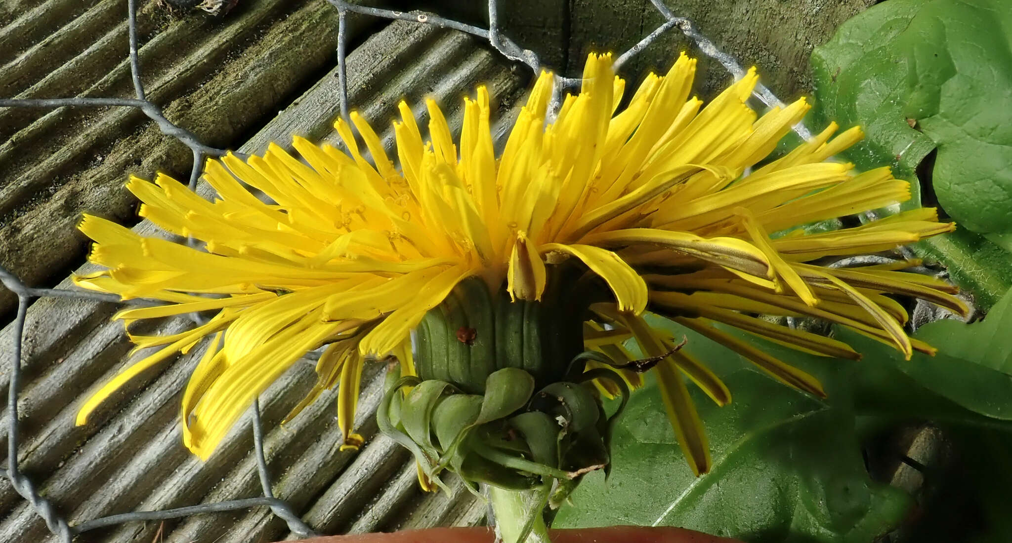 Слика од Taraxacum pseudohamatum Dahlst.