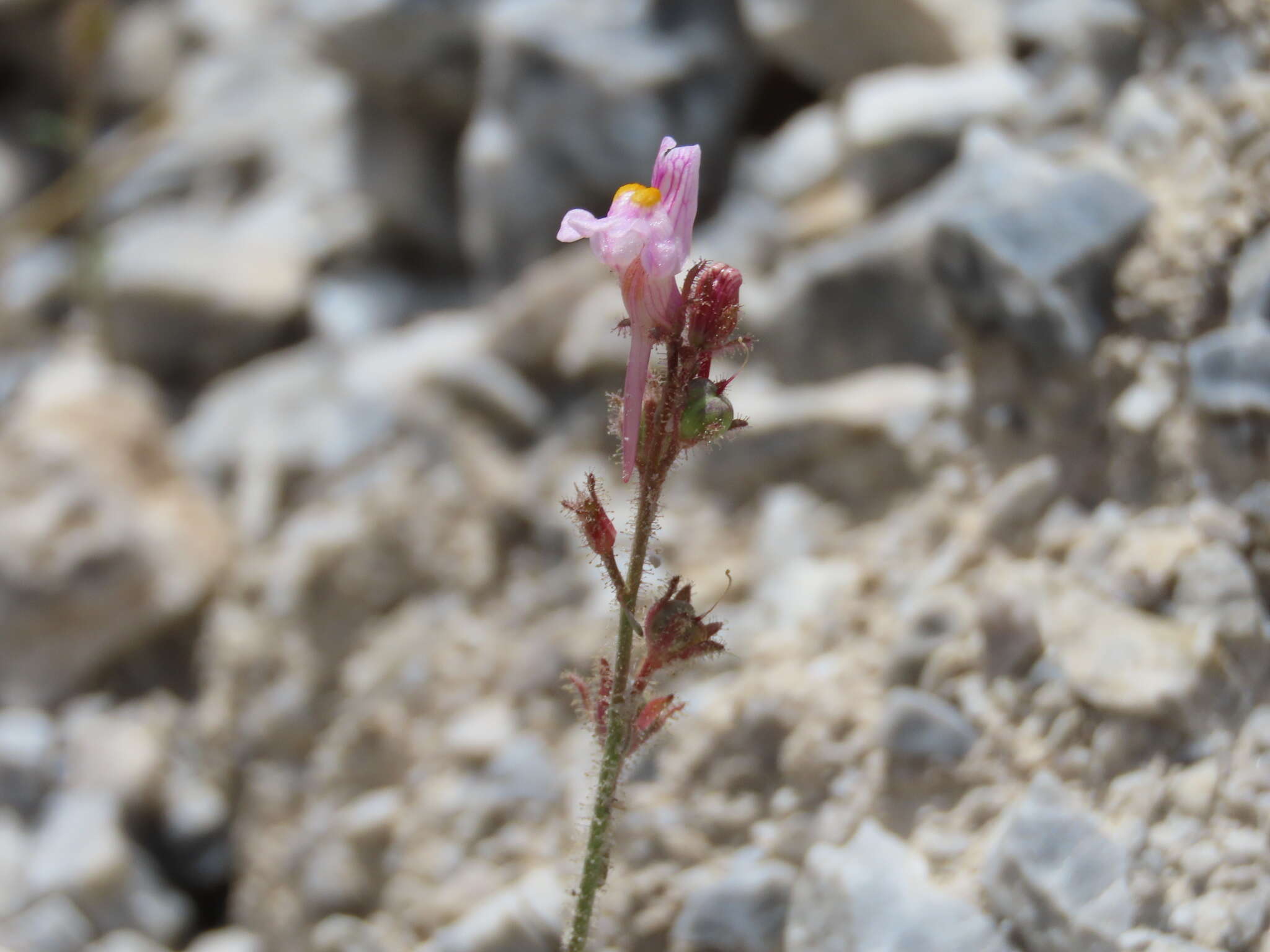 Plancia ëd Linaria saturejoides Boiss.