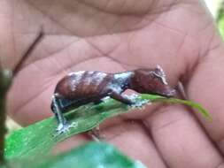 Image of Satanic leaf-tailed gecko