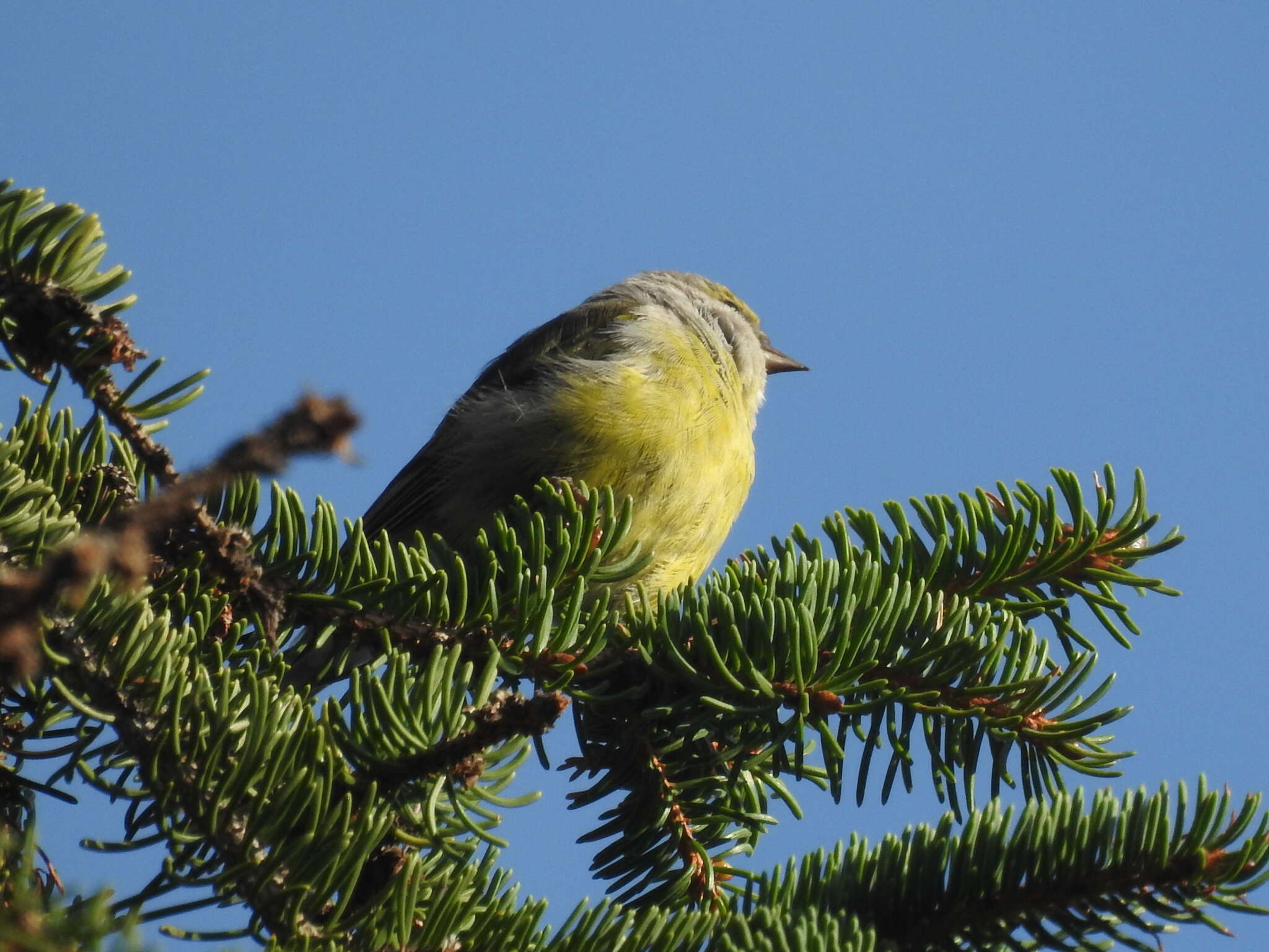 Image of Alpine Citril Finch