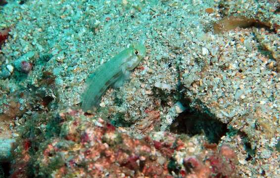 Image of Goldspot Goby