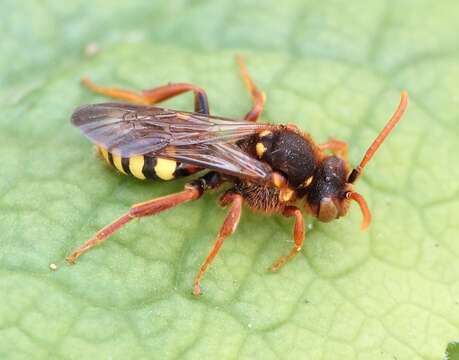 Image of Nomada leucophthalma (Kirby 1802)