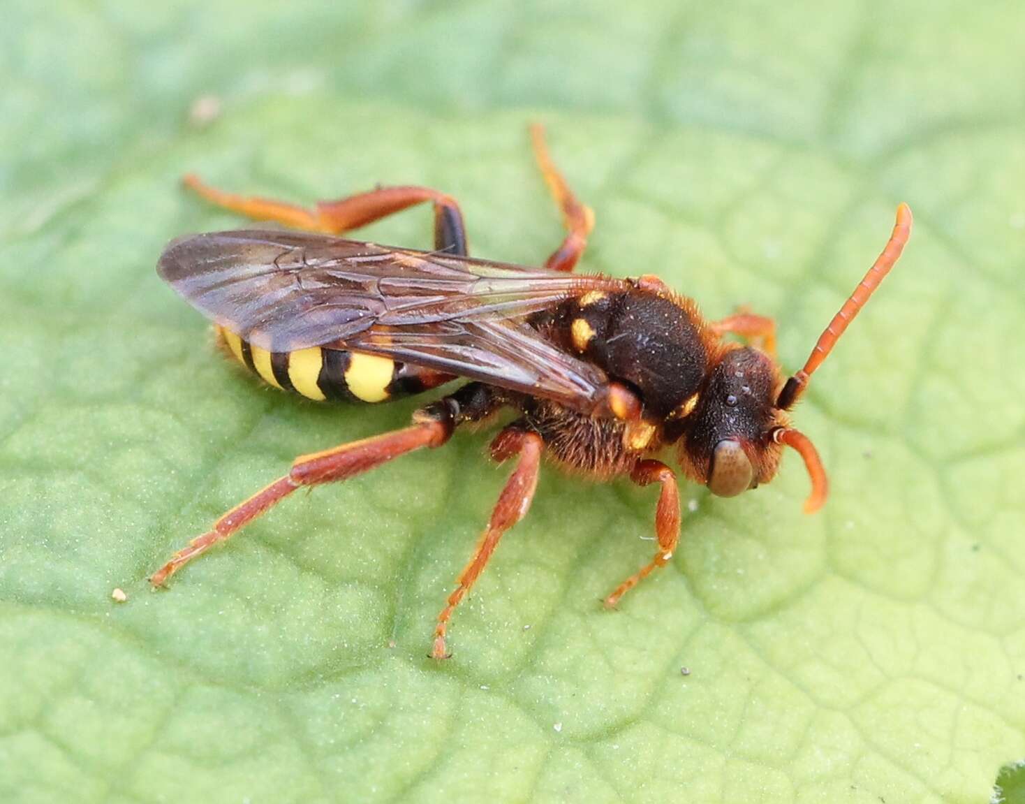 Image of Nomada leucophthalma (Kirby 1802)