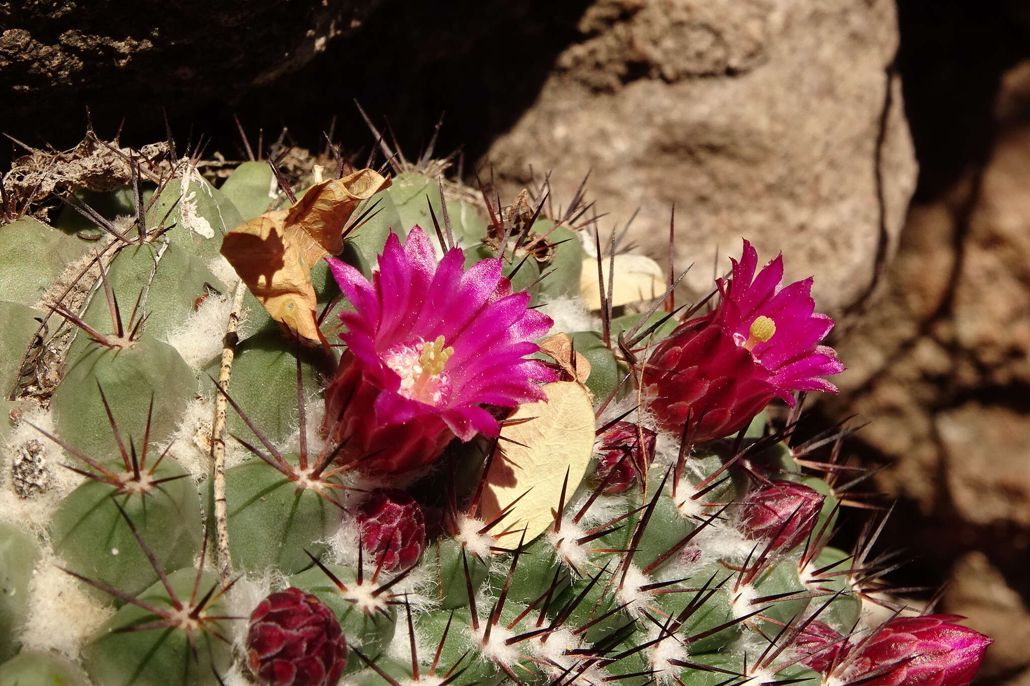 Image of Mammillaria sonorensis R. T. Craig