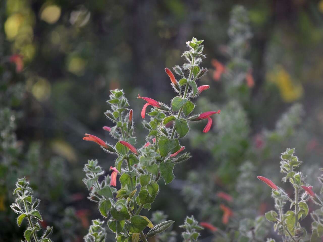 Justicia purpusii (Brandeg.) D. N. Gibson resmi