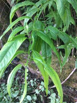 Sivun Salix lucida subsp. lasiandra (Benth.) G. W. Argus kuva