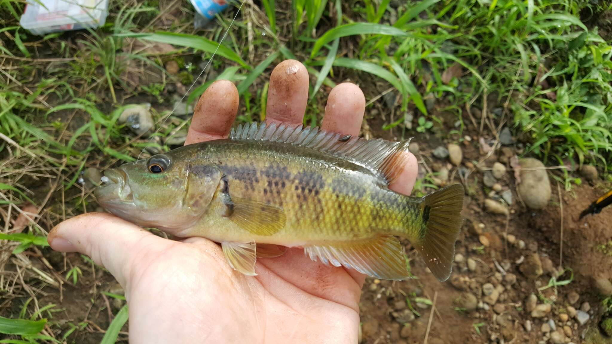 達氏副麗魚的圖片