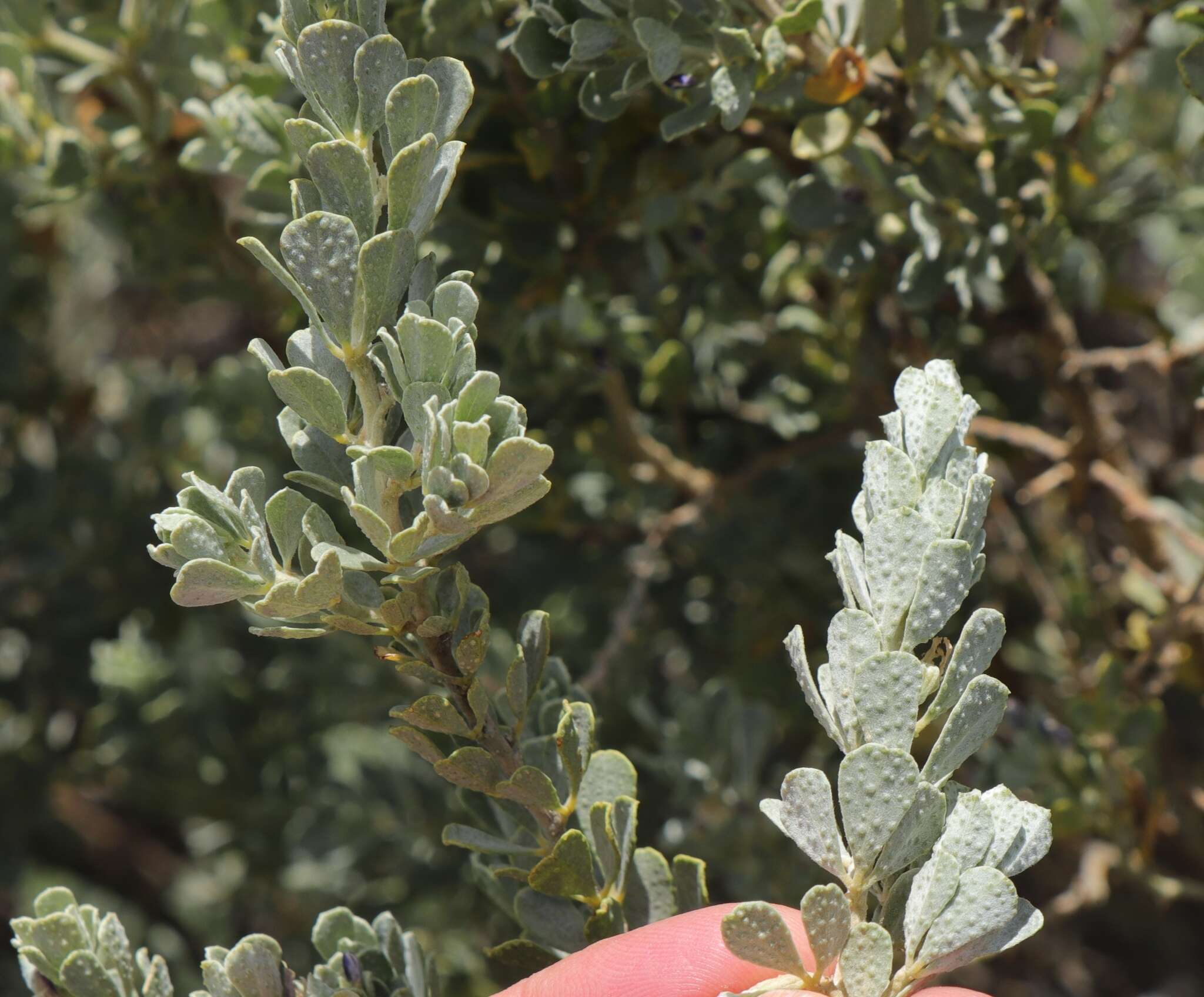 Psoralea velutina resmi