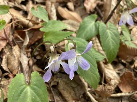 Image of Viola bissetii Maxim.