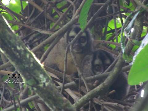 Image of Colombian Night Monkey