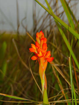 Image de Disa polygonoides Lindl.