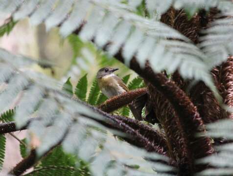 Image of Fulvous-chested Jungle Flycatcher