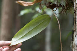 Image of Smilax luei T. Koyama