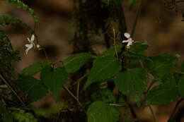 Image of Impatiens bequaertii De Wild.