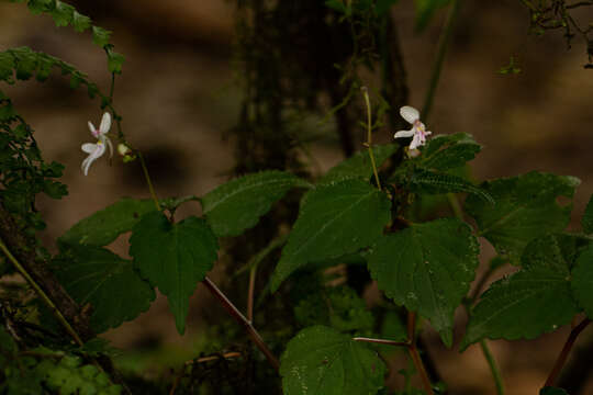 Image of Impatiens bequaertii De Wild.