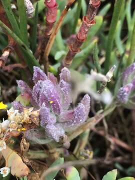 Image of Pt. Reyes bird's-beak